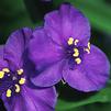 Tradescantia Zwanenburg Blue