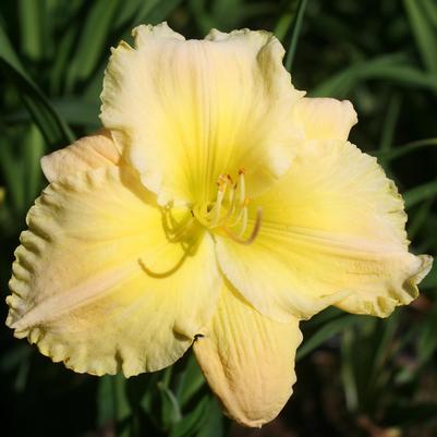 Hemerocallis Tequila and Lime