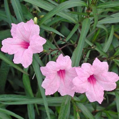 Ruellia brittoniana Chi Chi