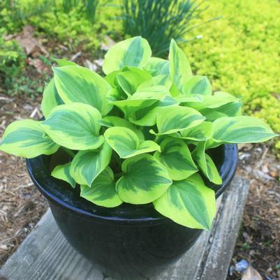 Hosta Grand Tiara