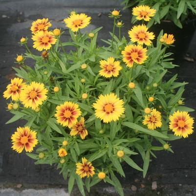 Coreopsis Enchanted Eve