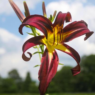 Hemerocallis Black Arrowhead