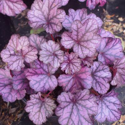 Heuchera villosa Forever Purple