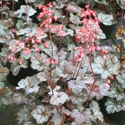 Heuchera villosa Glitter