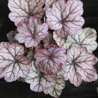 Heuchera villosa Sugar Plum