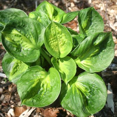 Hosta Pocketful of Sunshine