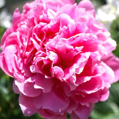 Paeonia lactiflora Jacorma