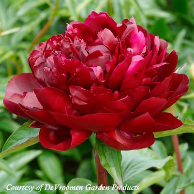 Paeonia lactiflora Armani