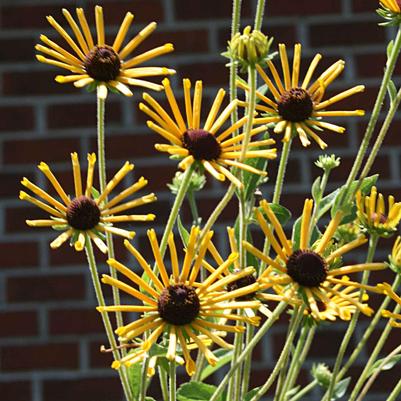 Rudbeckia subtomentosa Little Henry