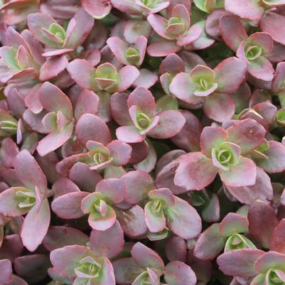 Sedum Firecracker