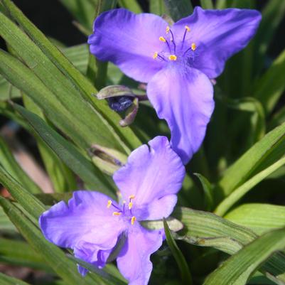 Tradescantia andersonii Good Luck