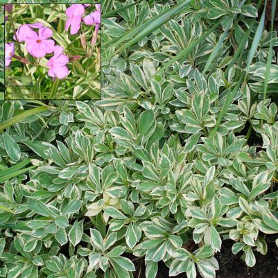 Phlox procumbens Variegata