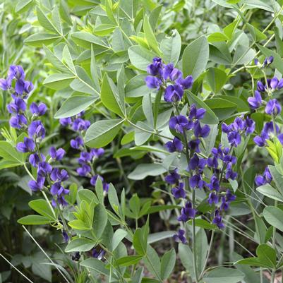 Baptisia Prairieblues Royal Purple Prairieblues