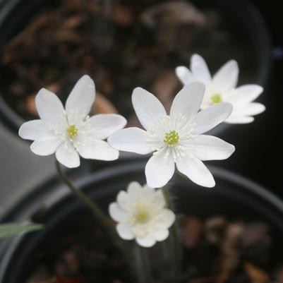 Hepatica acutiloba 