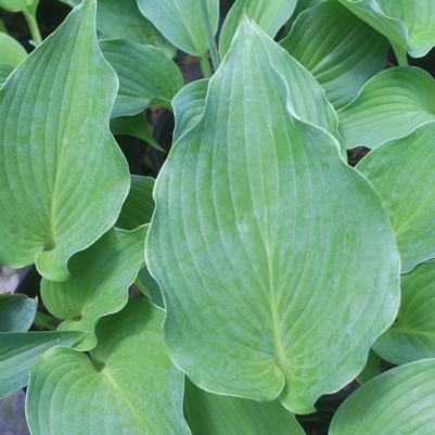 Hosta Komodo Dragon