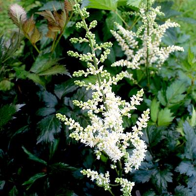 Astilbe chinensis Vision in White