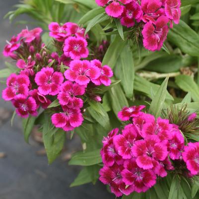 Dianthus barbatus Purple Bicolor