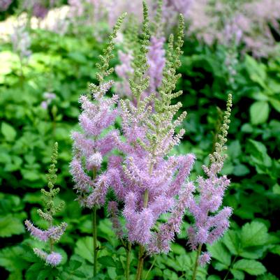 Astilbe chinensis var. taquetii Superba