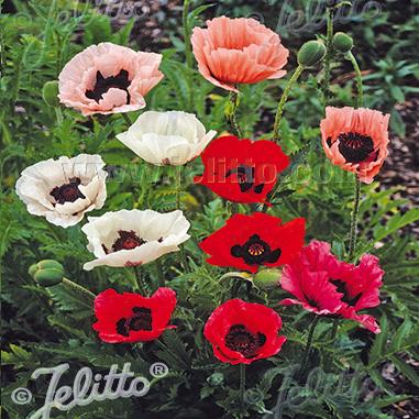 Papaver orientale Pizzicato Mix