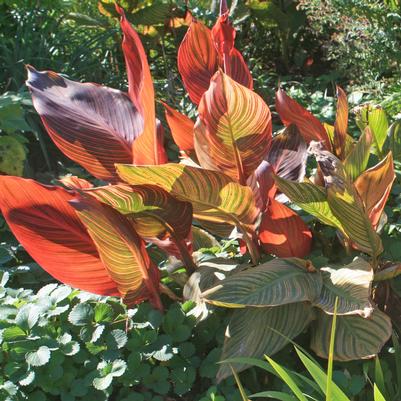 Canna Tropicanna (Phaison)