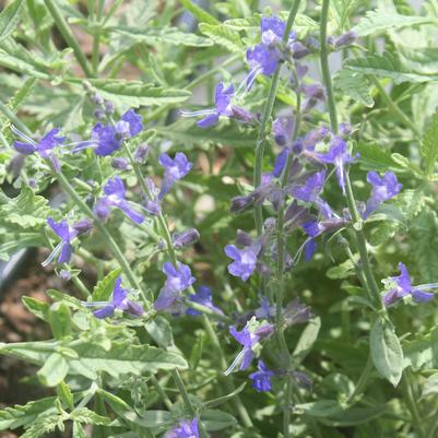 Perovskia atriplicifolia CrazyBlue