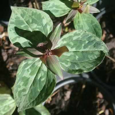 Trillium cuneatum 