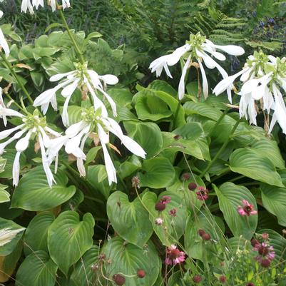 Hosta Aphrodite