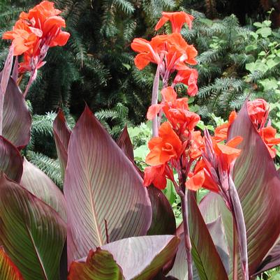 Canna Wyoming