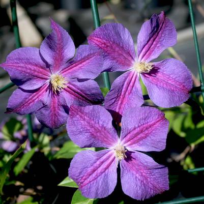 Clematis Star of India