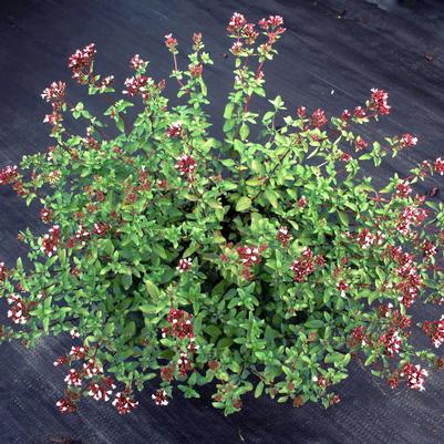 Oreganum laevigatum Herrenhausen