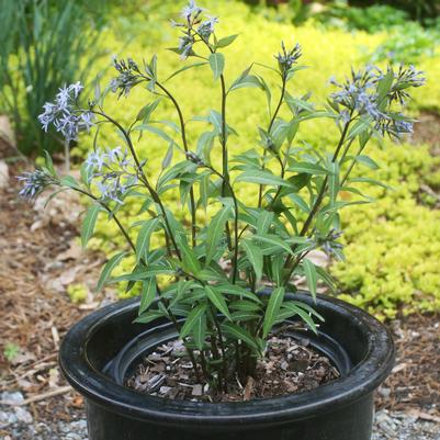 Amsonia tabernaemontana Storm Cloud