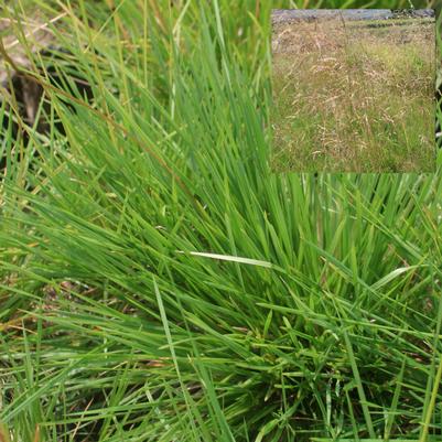 Deschampsia cespitosa 