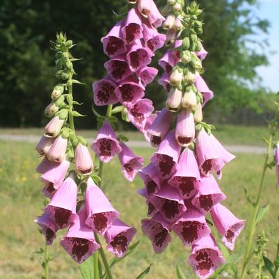 Digitalis purpurea Sugar Plum
