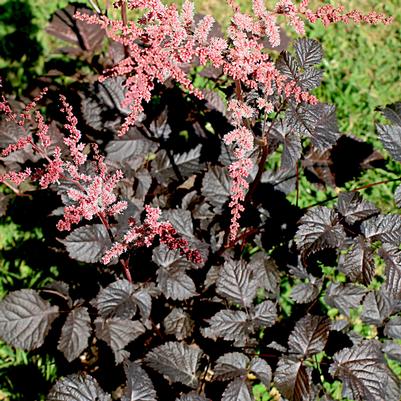 Astilbe arendsii Chocolate Shogun