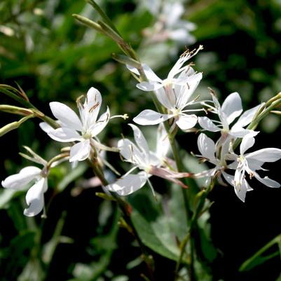 Gaura lindheimeri Sparkle White