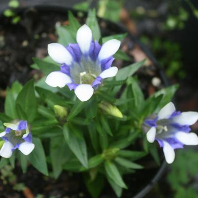 Gentiana cruciata Blue Cross