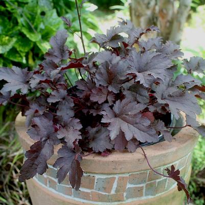 Heuchera Coco