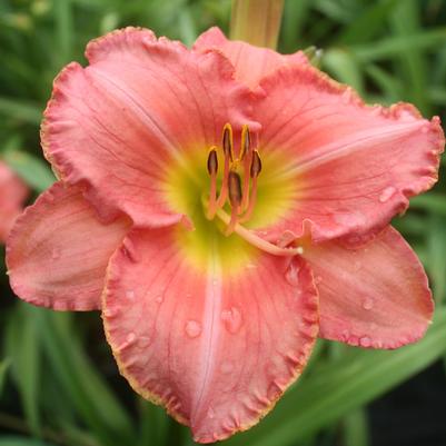 Hemerocallis Scottish Fantasy