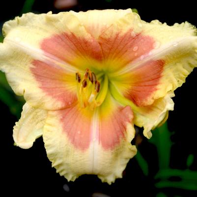 Hemerocallis When My Sweetheart Returns