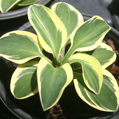 Hosta Mighty Mouse