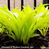 Hosta Munchkin Fire