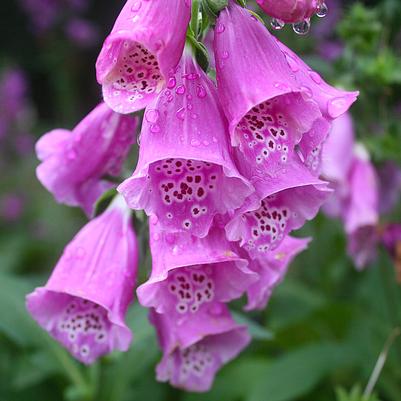 Digitalis purpurea Dalmation Purple