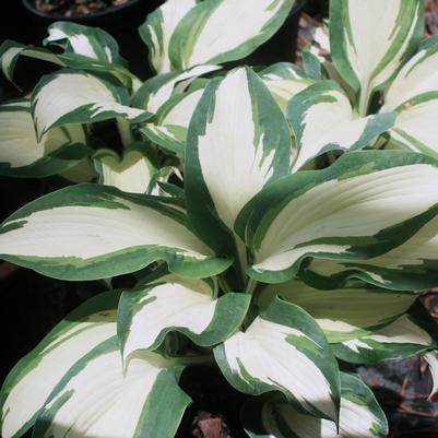 Hosta Hans