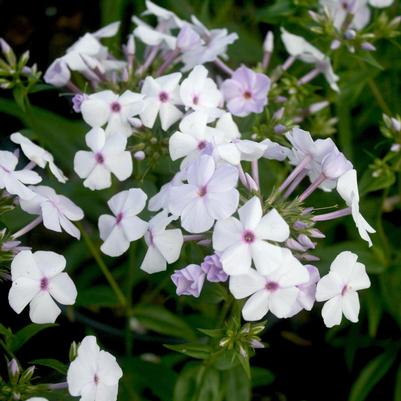 Phlox Fashionably Early Fashionably Early Lavender Ice