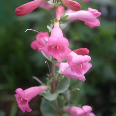 Penstemon grandiflorus Prairie Jewel