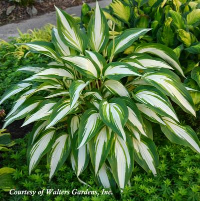 Hosta Cool As A Cucumber