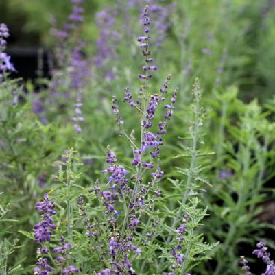 Perovskia atriplicifolia Blue Jean Baby