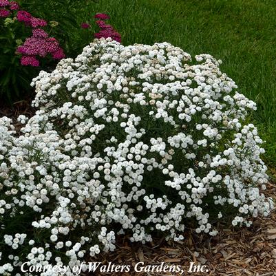 Achillea ptarmica Peter Cottontail