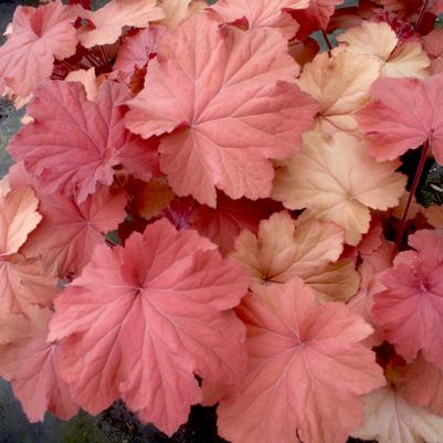 Heuchera villosa Mega Caramel