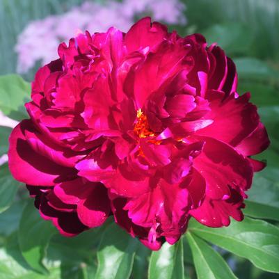 Paeonia lactiflora Peter Brand